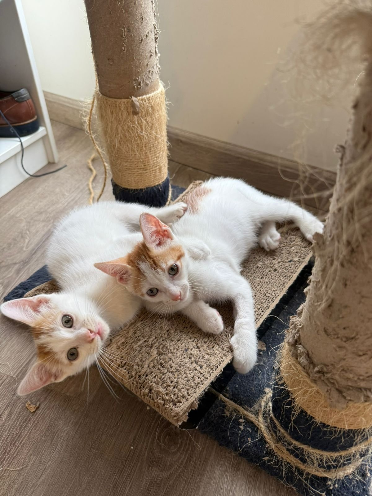 Mascota en adopción