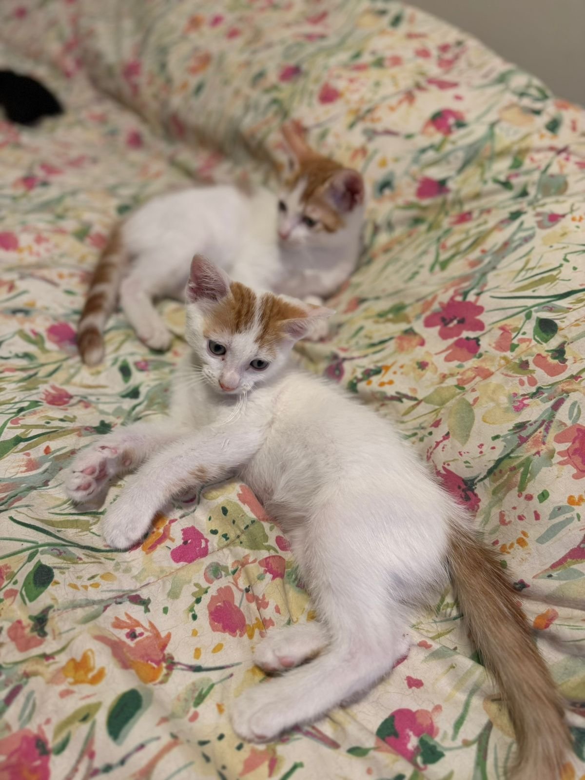 Mascota en adopción