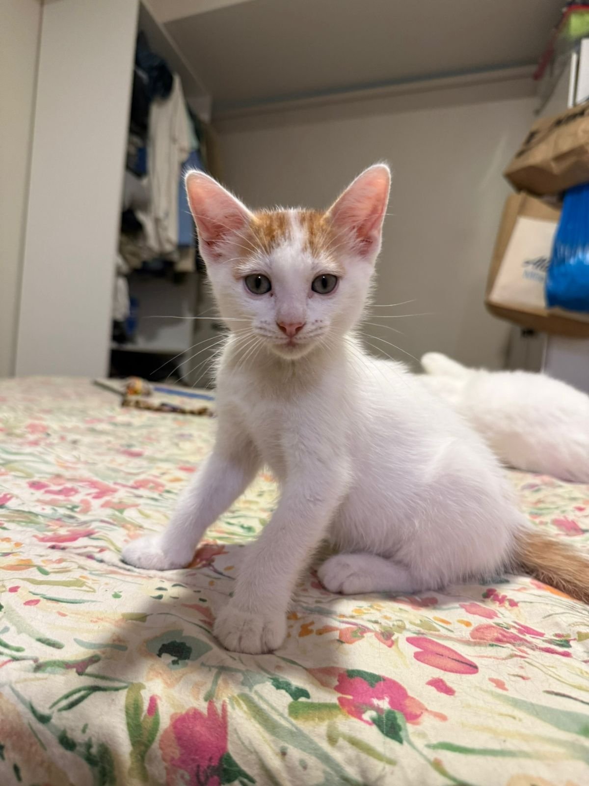 Mascota en adopción