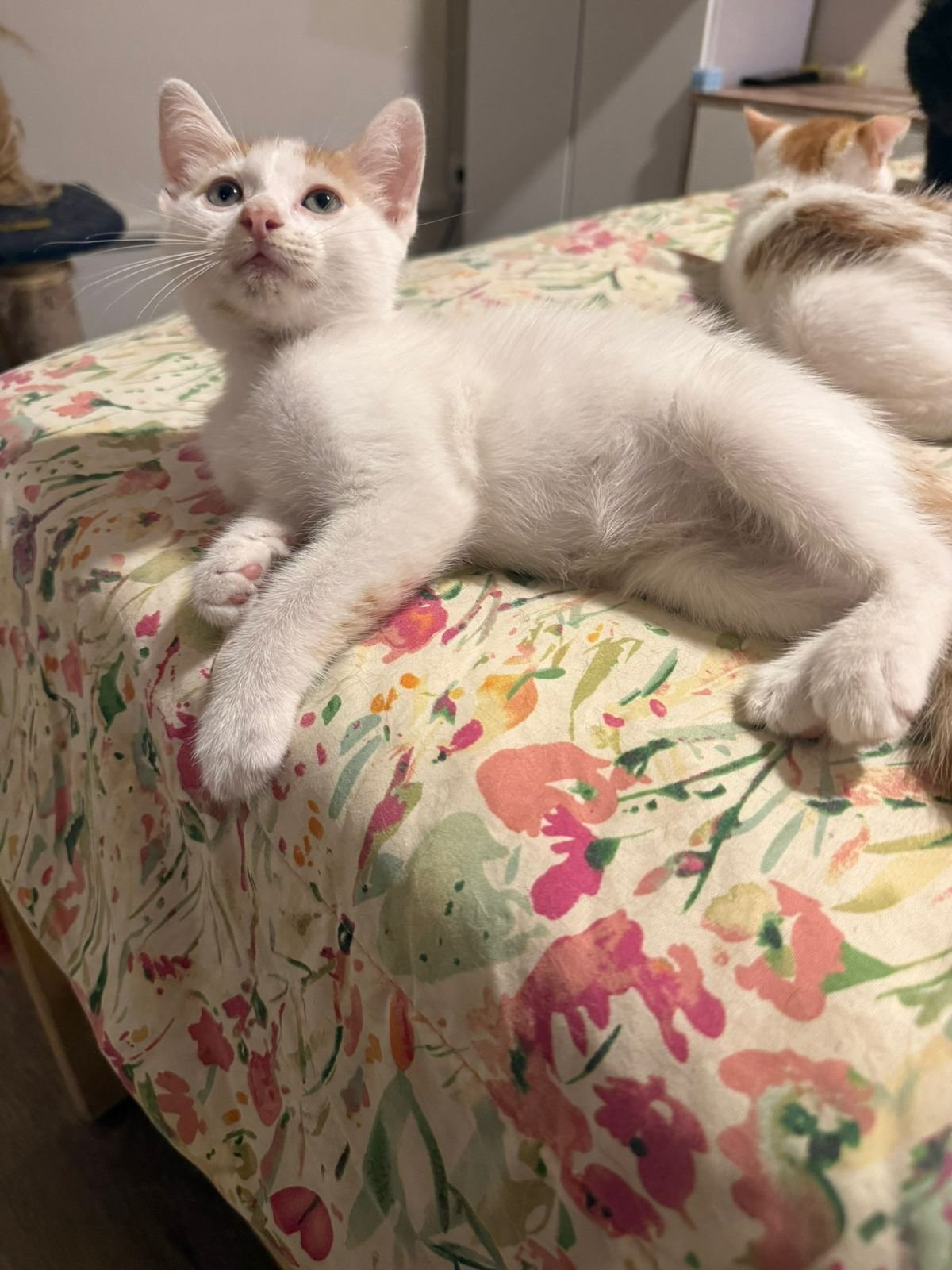 Mascota en adopción