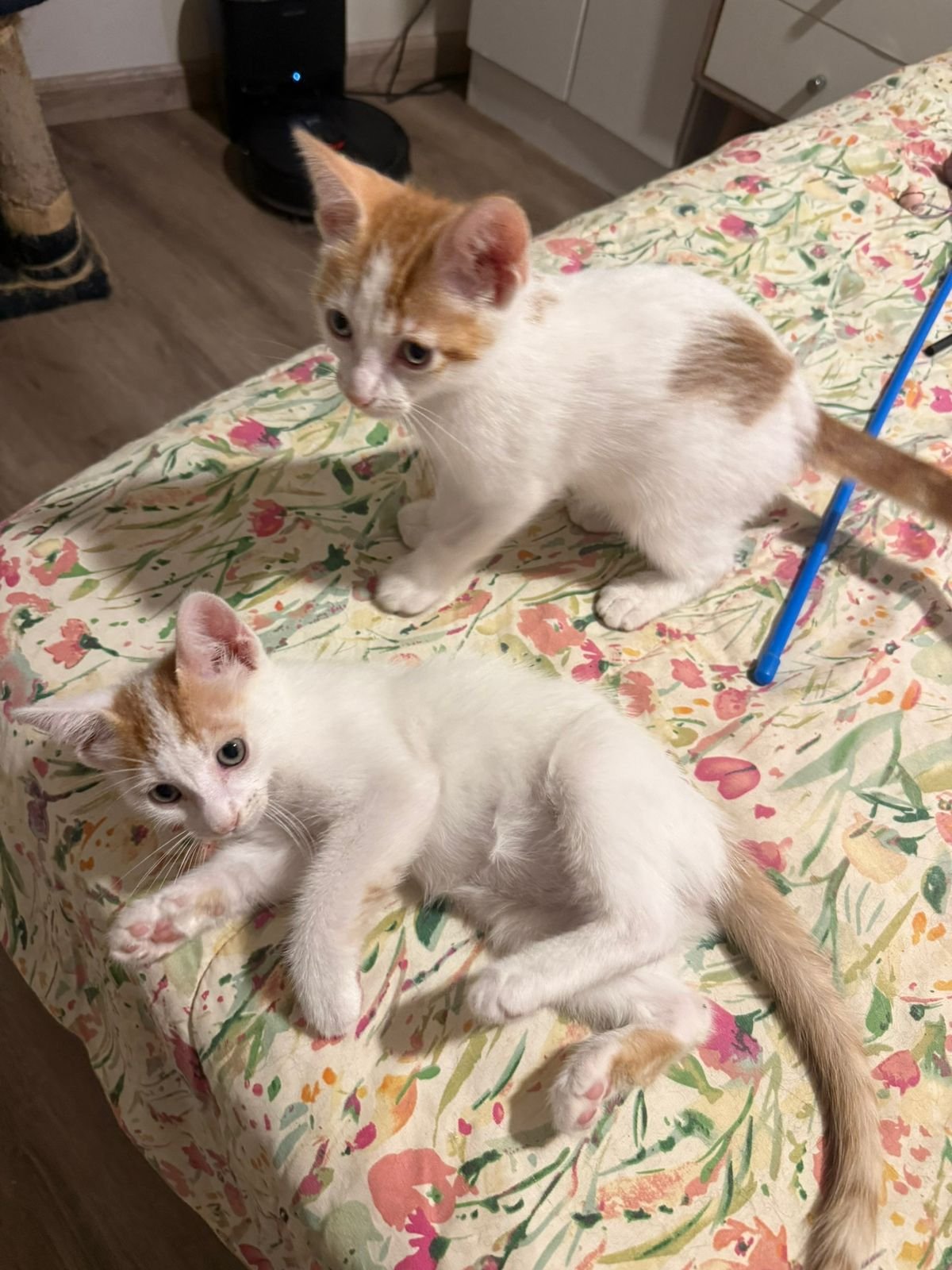 Mascota en adopción