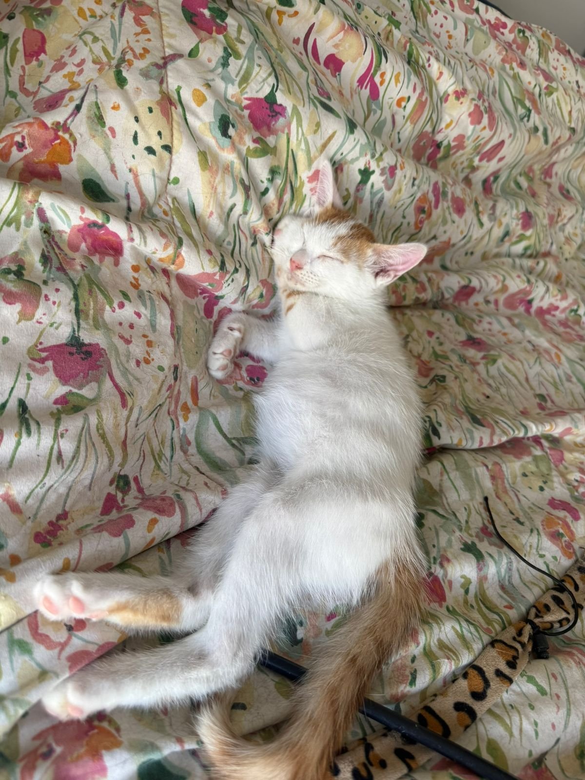 Mascota en adopción