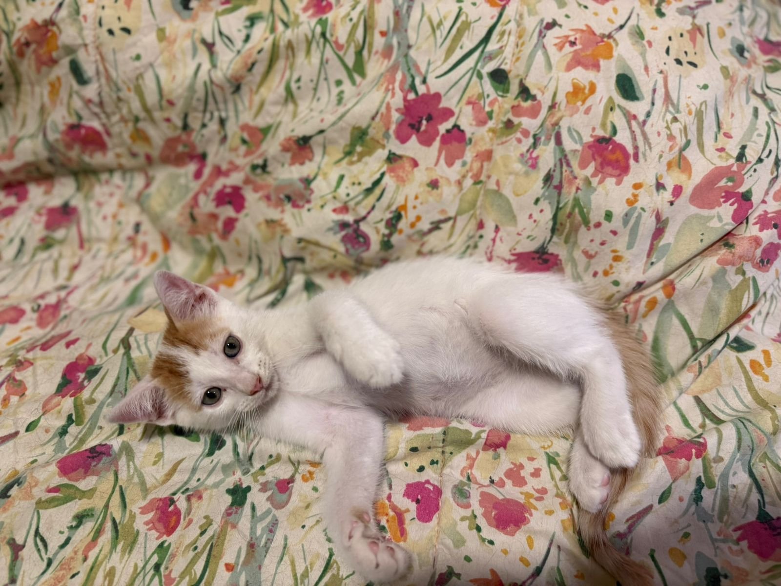 Mascota en adopción