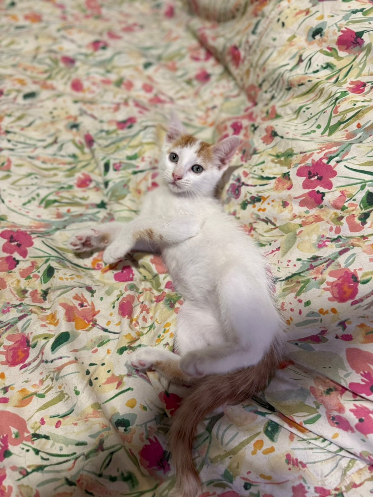 Mascota en adopción