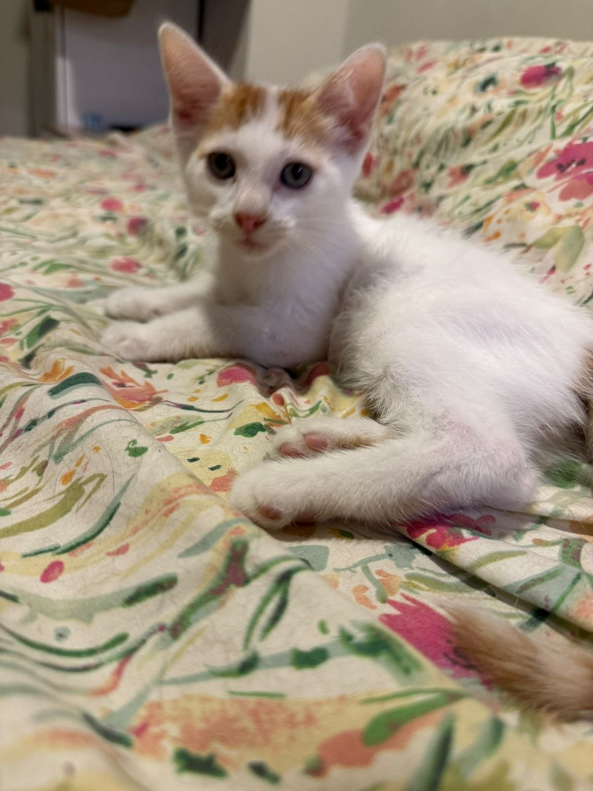 Mascota en adopción