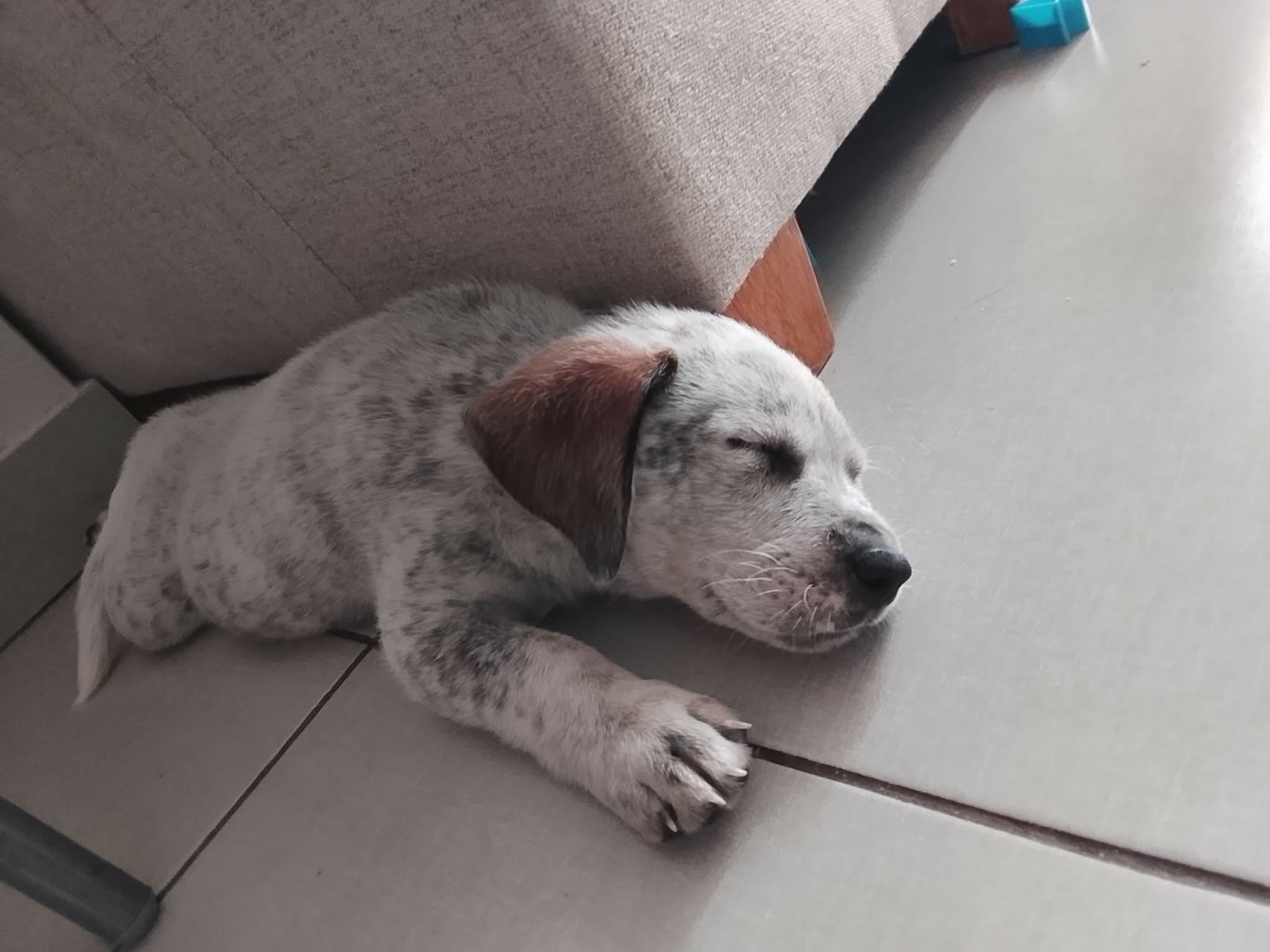 Mascota en adopción