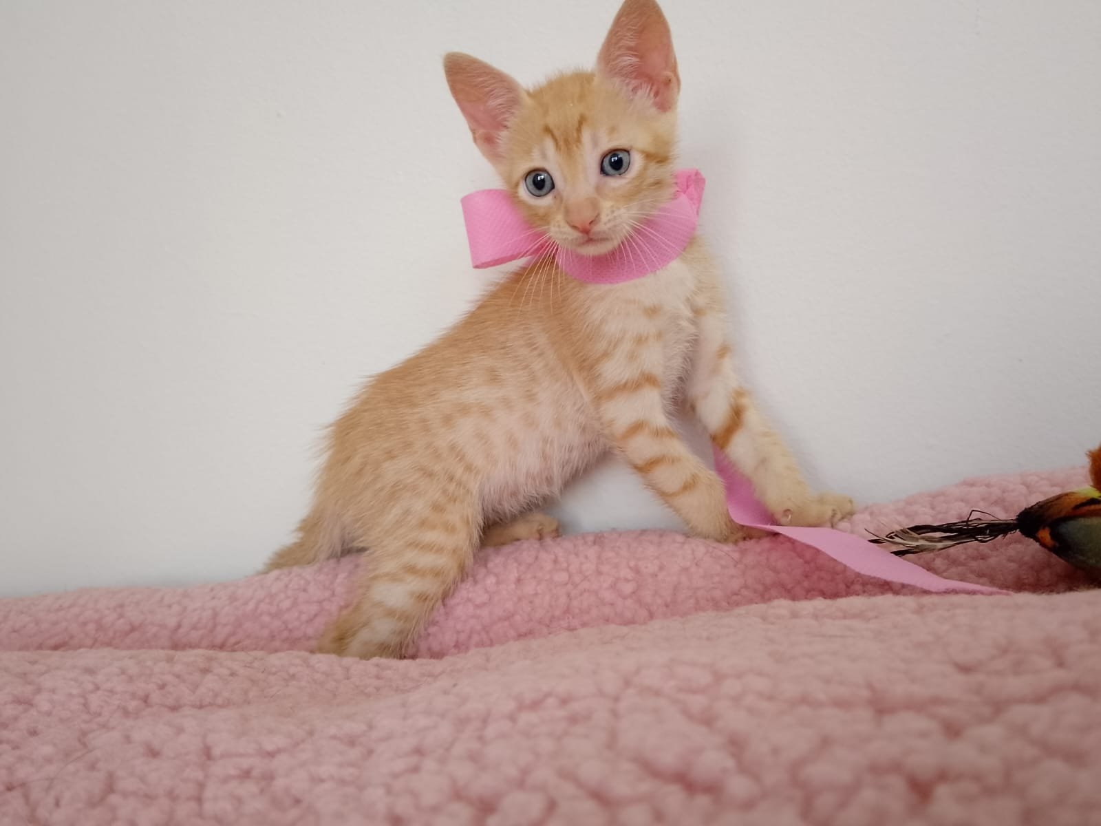 Mascota en adopción