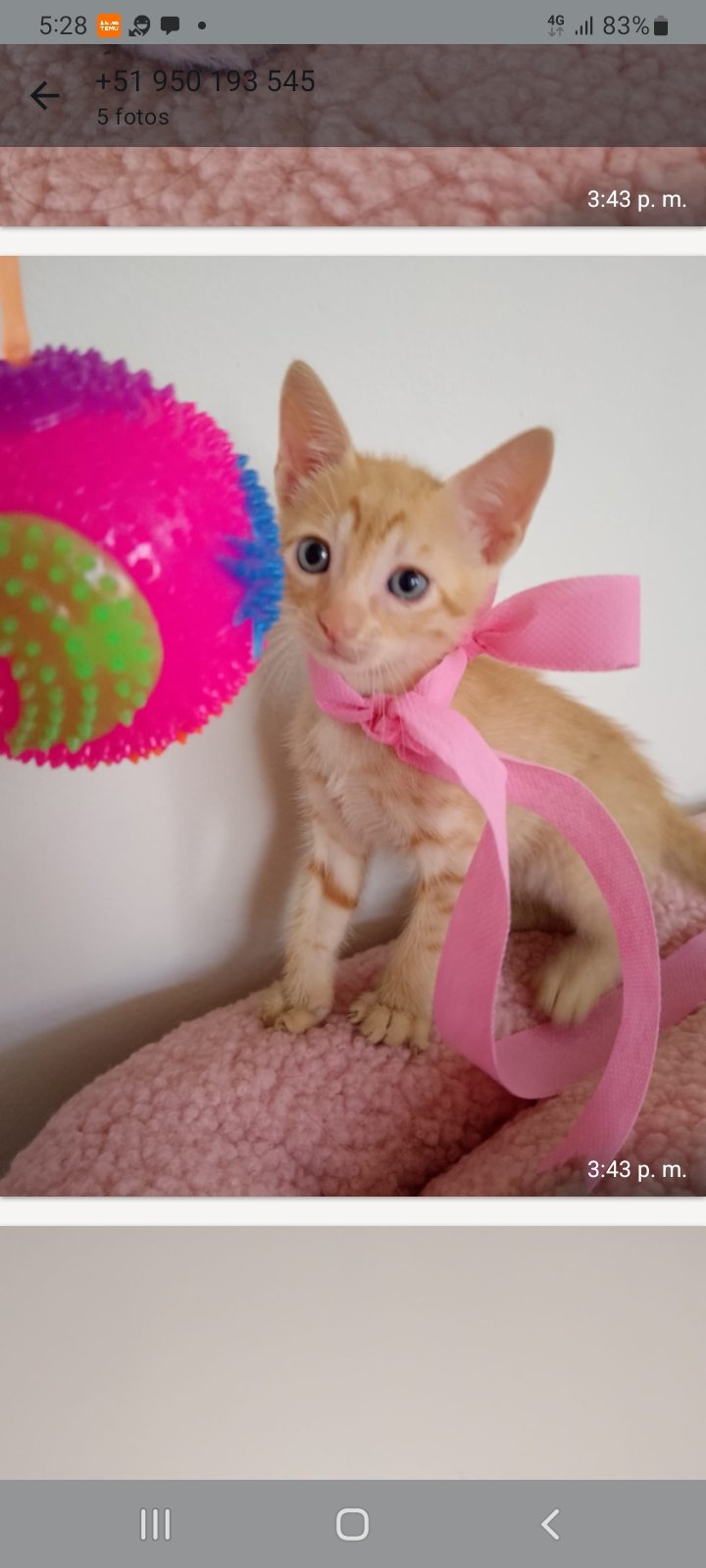 Mascota en adopción