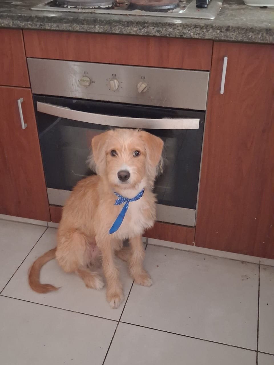Mascota en adopción